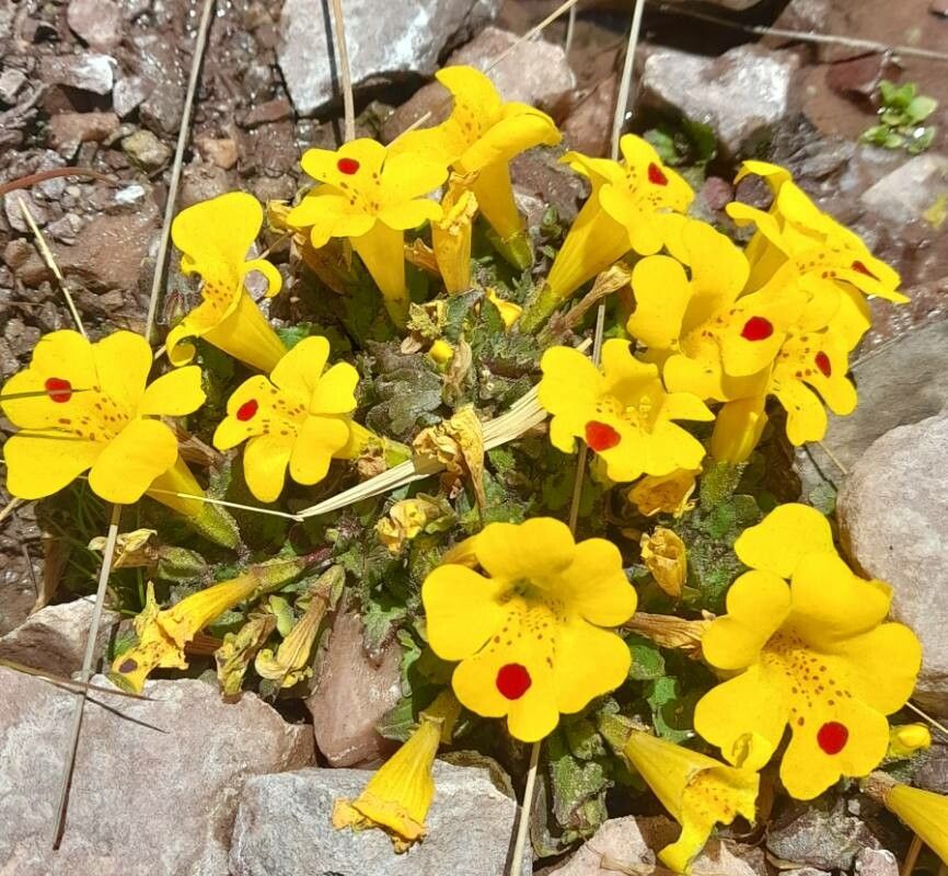 Erythranthe depressa habit