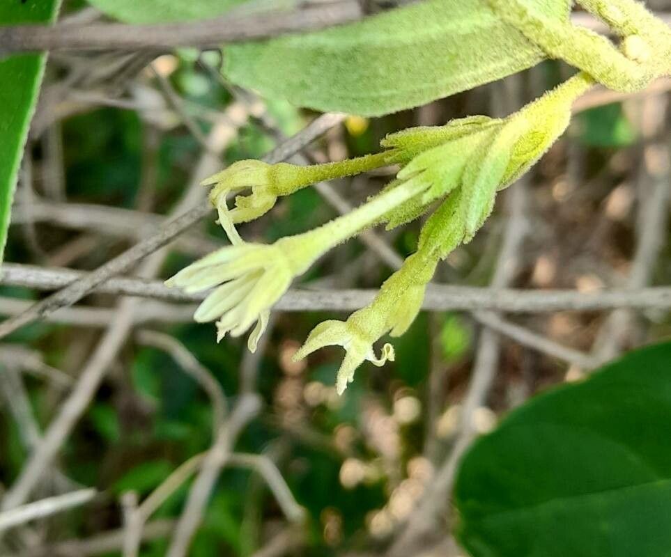 Cestrum strigilatum flower