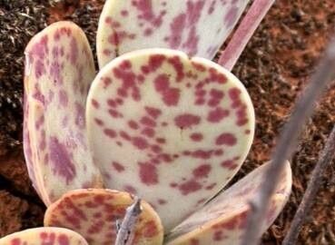 Adromischus subviridis — houseplant care guide