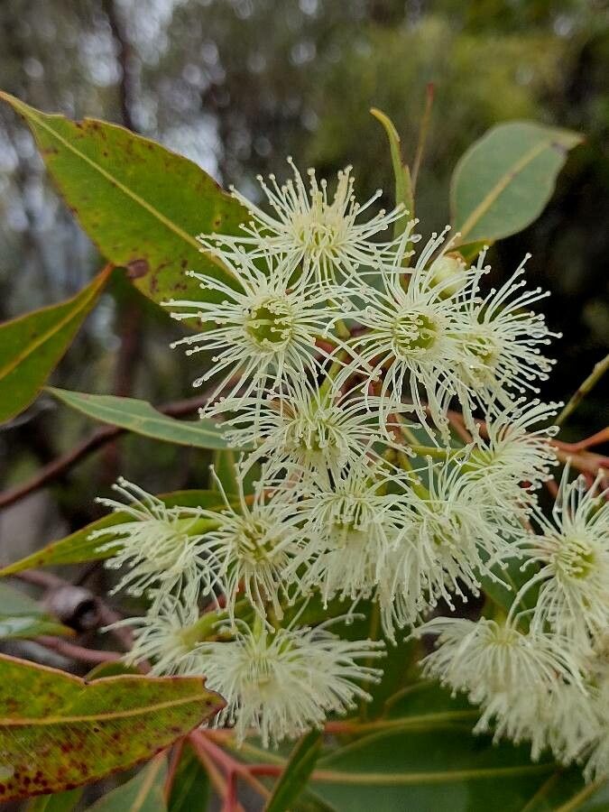 Corymbia gummifera flower
