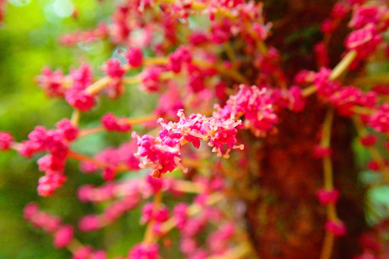 Bocquillonia lucidula flower