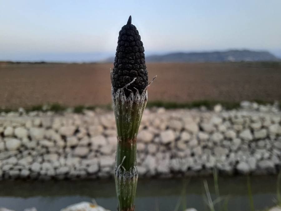 Equisetum ramosissimum flower
