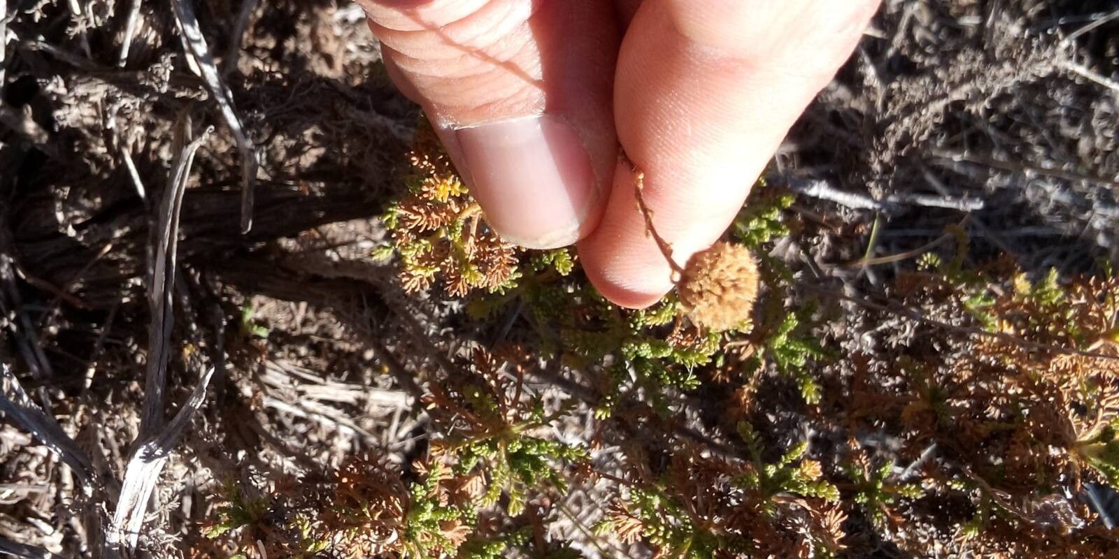 Santolina viscosa flower