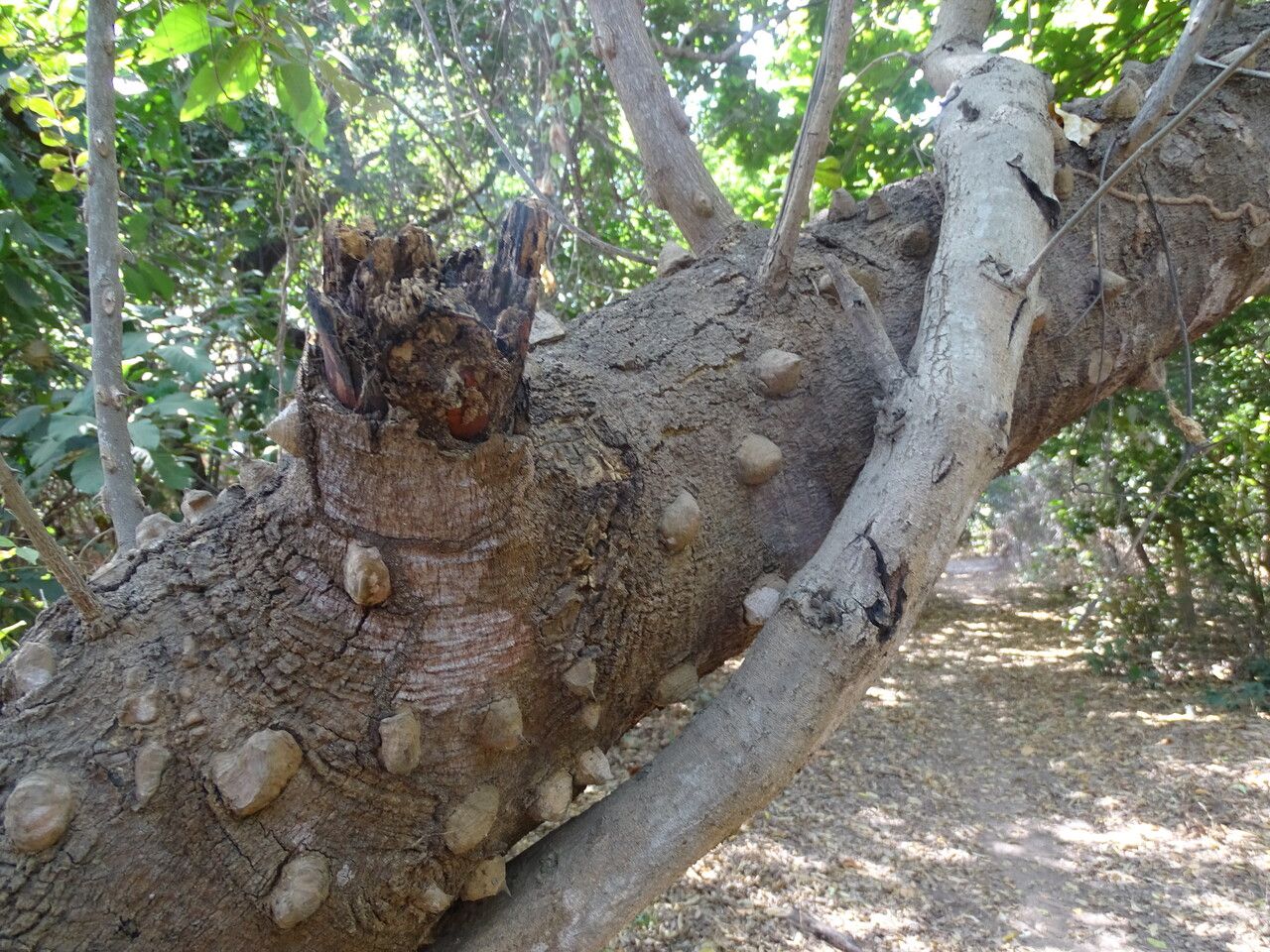 Zanthoxylum zanthoxyloides bark