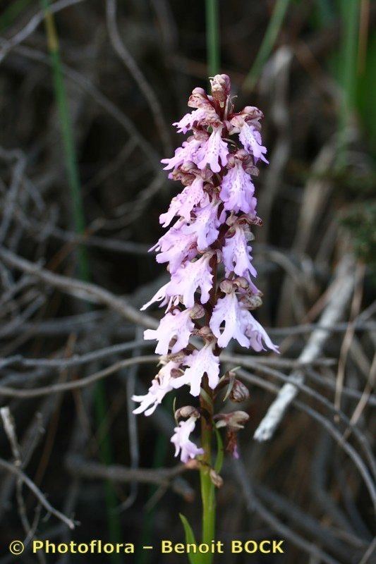 Himantoglossum metlesicsianum habit