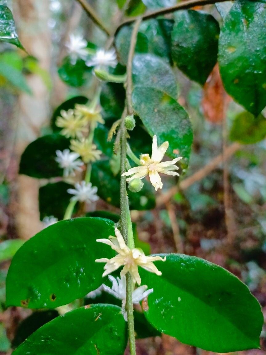 Dicranolepis soyauxii — houseplant care guide