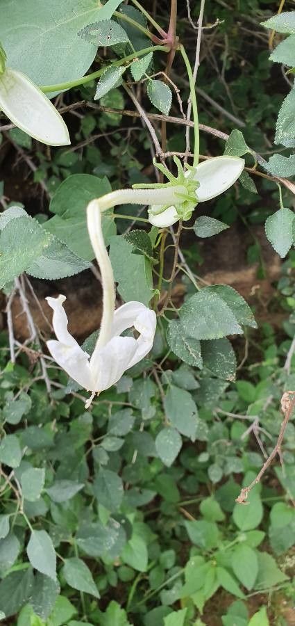 Thunbergia guerkeana flower
