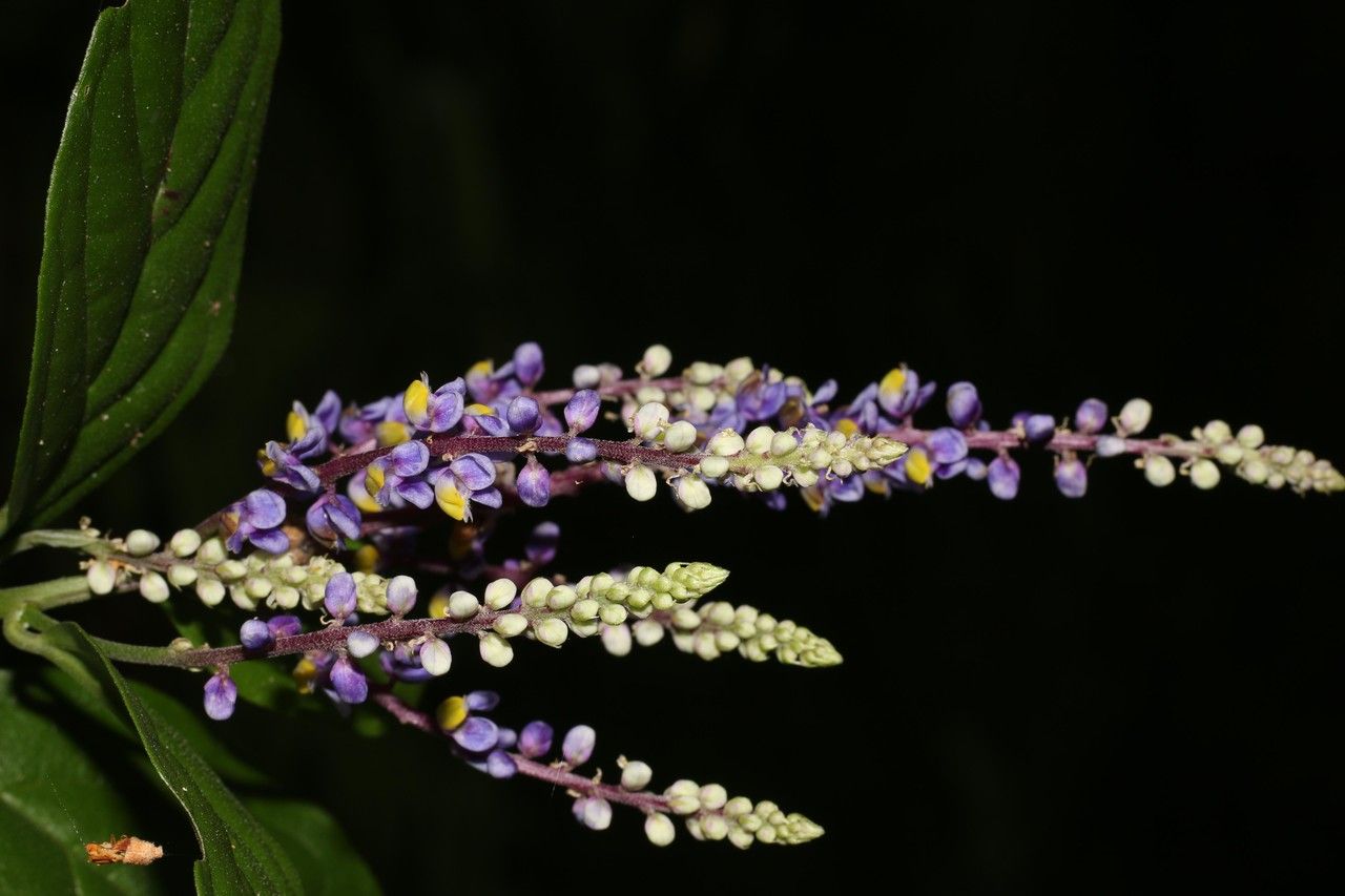 Varronia linnaei flower