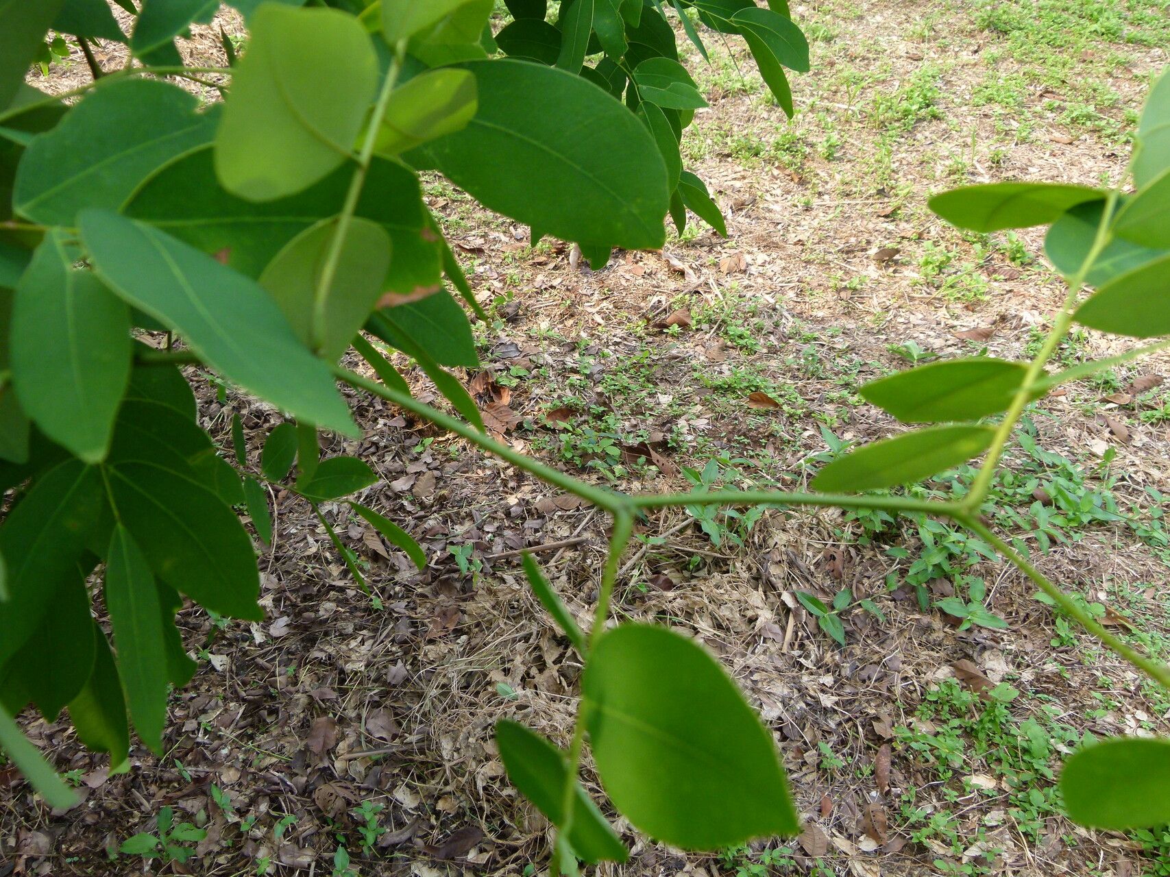 Prioria balsamifera — related species from the same genus