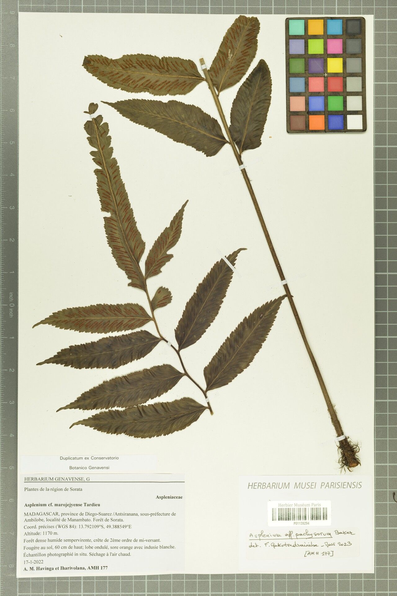 Asplenium longicauda — houseplant care guide