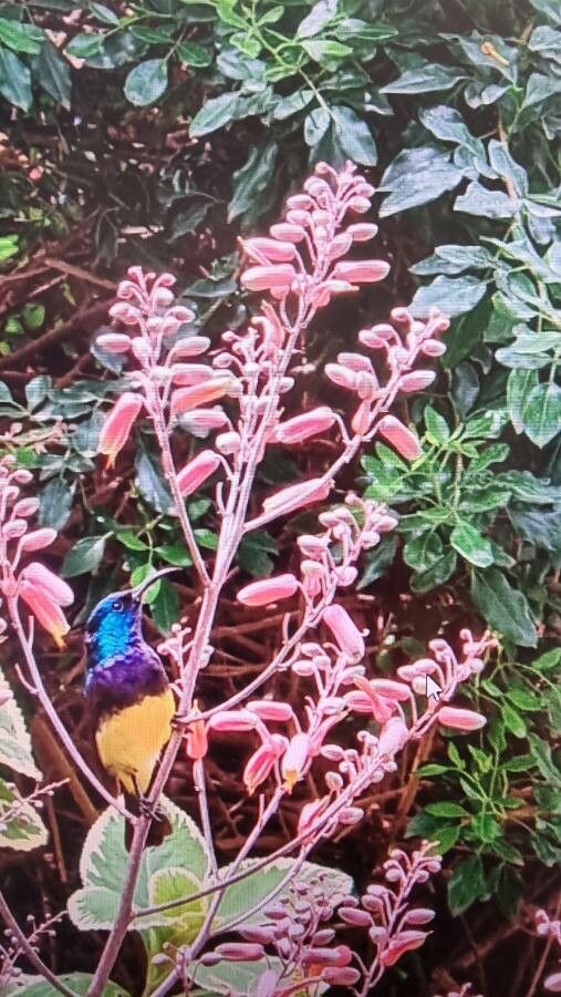 Aloe secundiflora flower