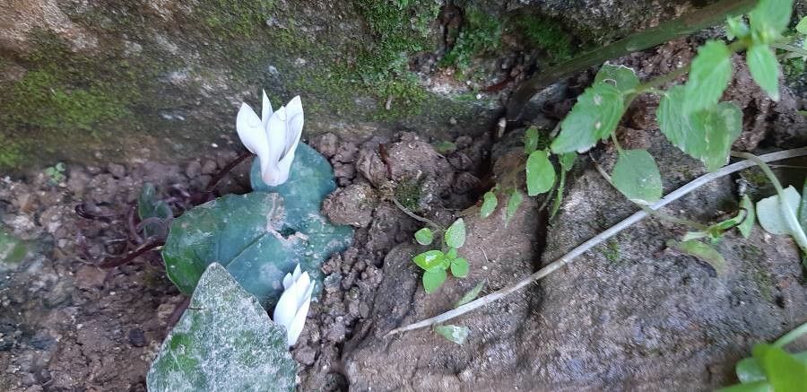 Cyclamen creticum flower
