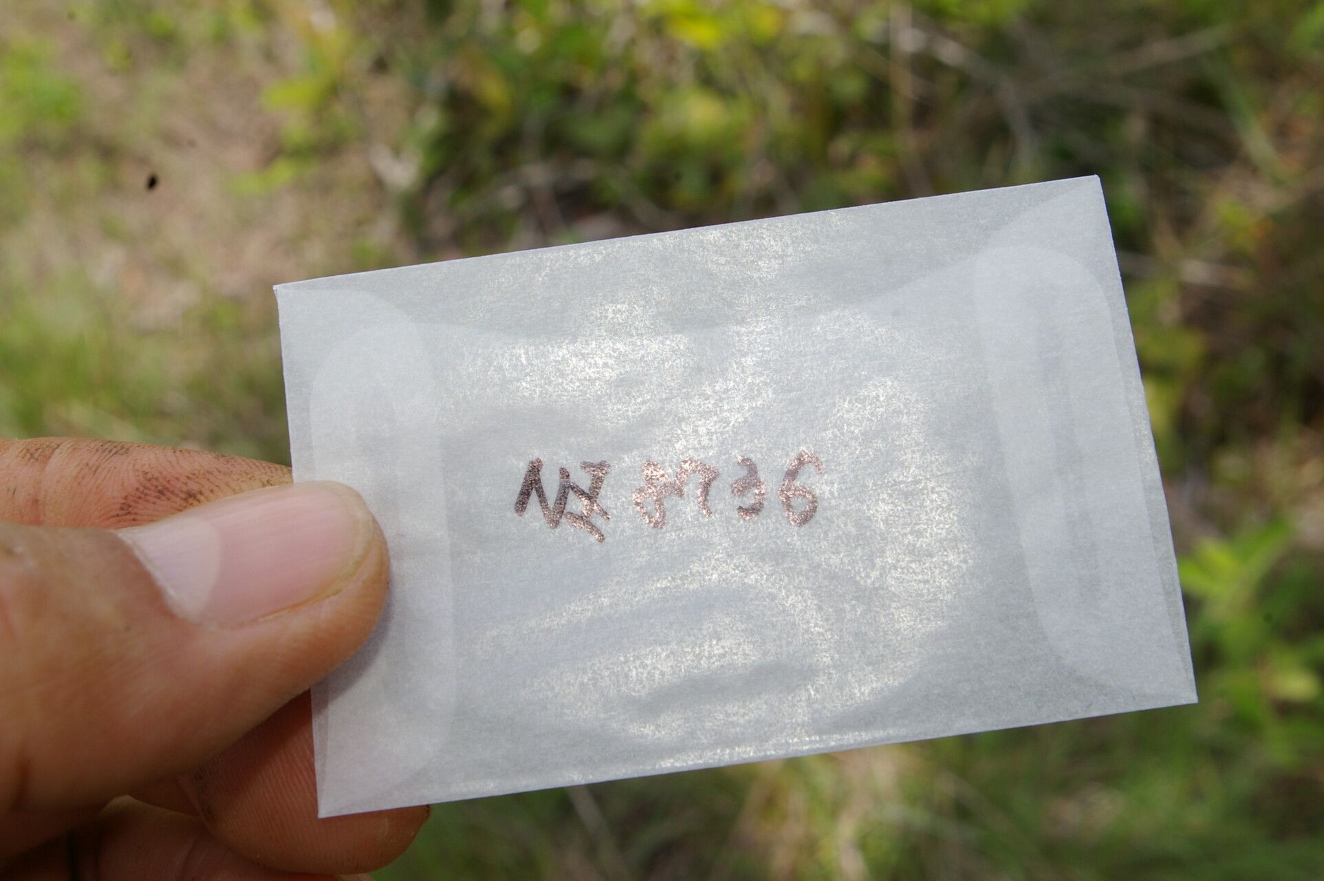 Heliotropium filiforme bark