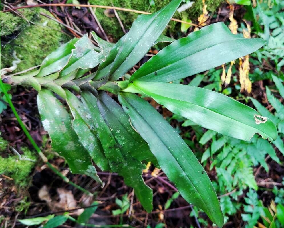 Cyrtorchis chailluana — related species from the same genus
