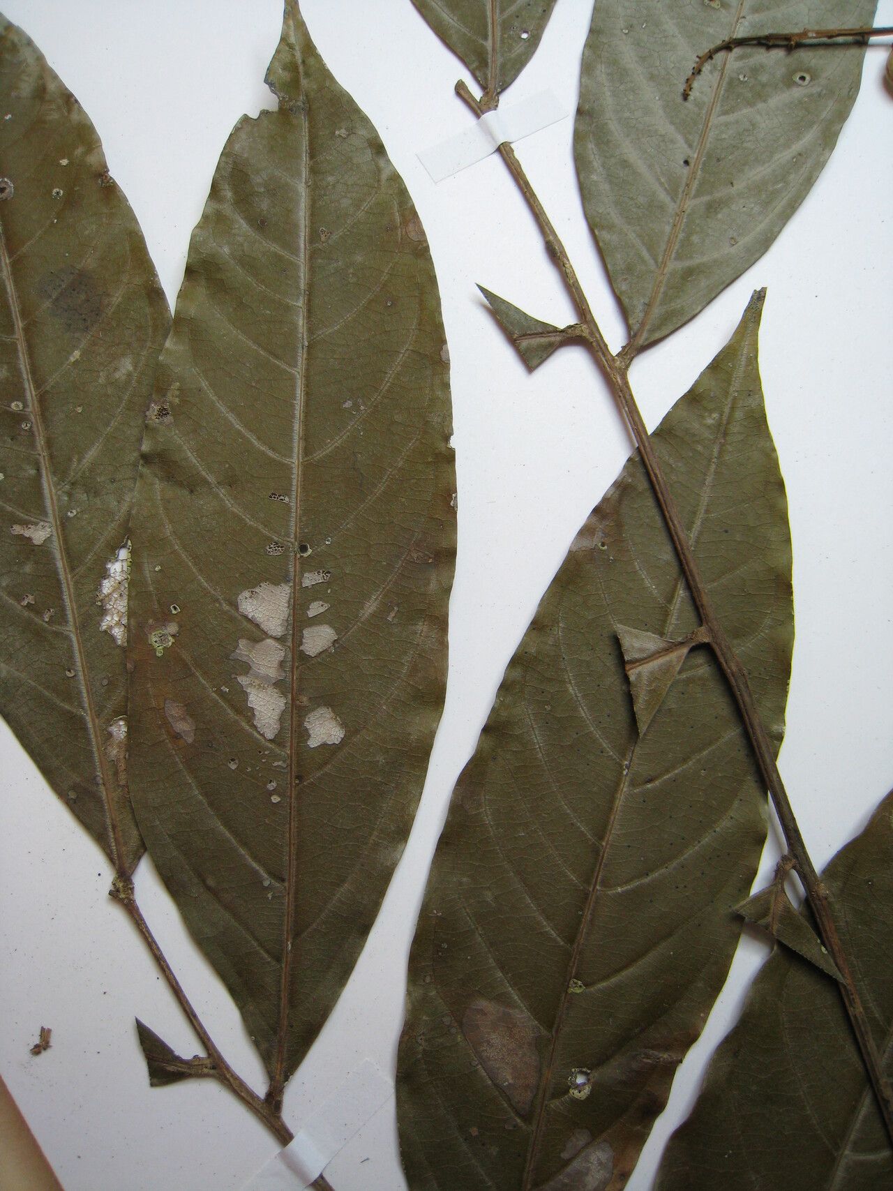 Talisia clathrata other