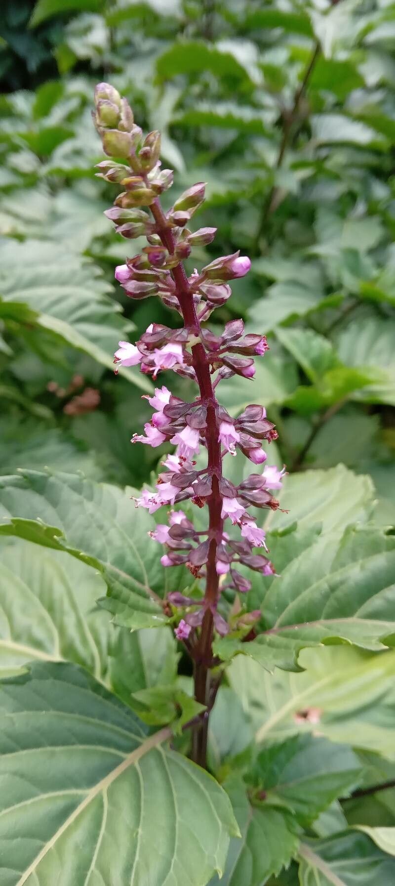 Ocimum carnosum flower