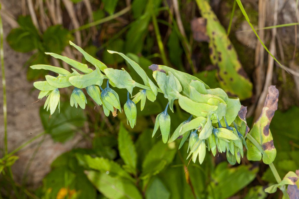 Cerinthe glabra — related species from the same genus