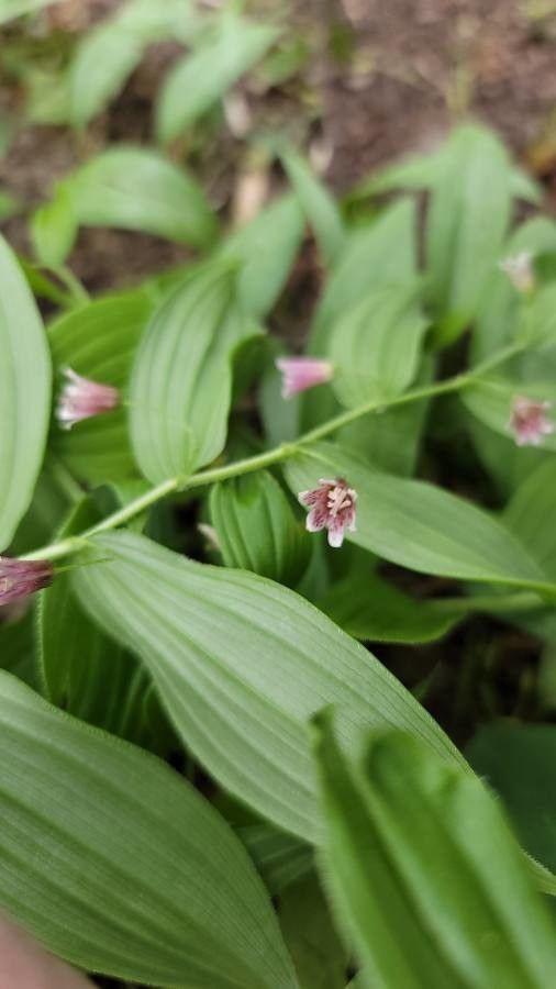 Streptopus lanceolatus flower