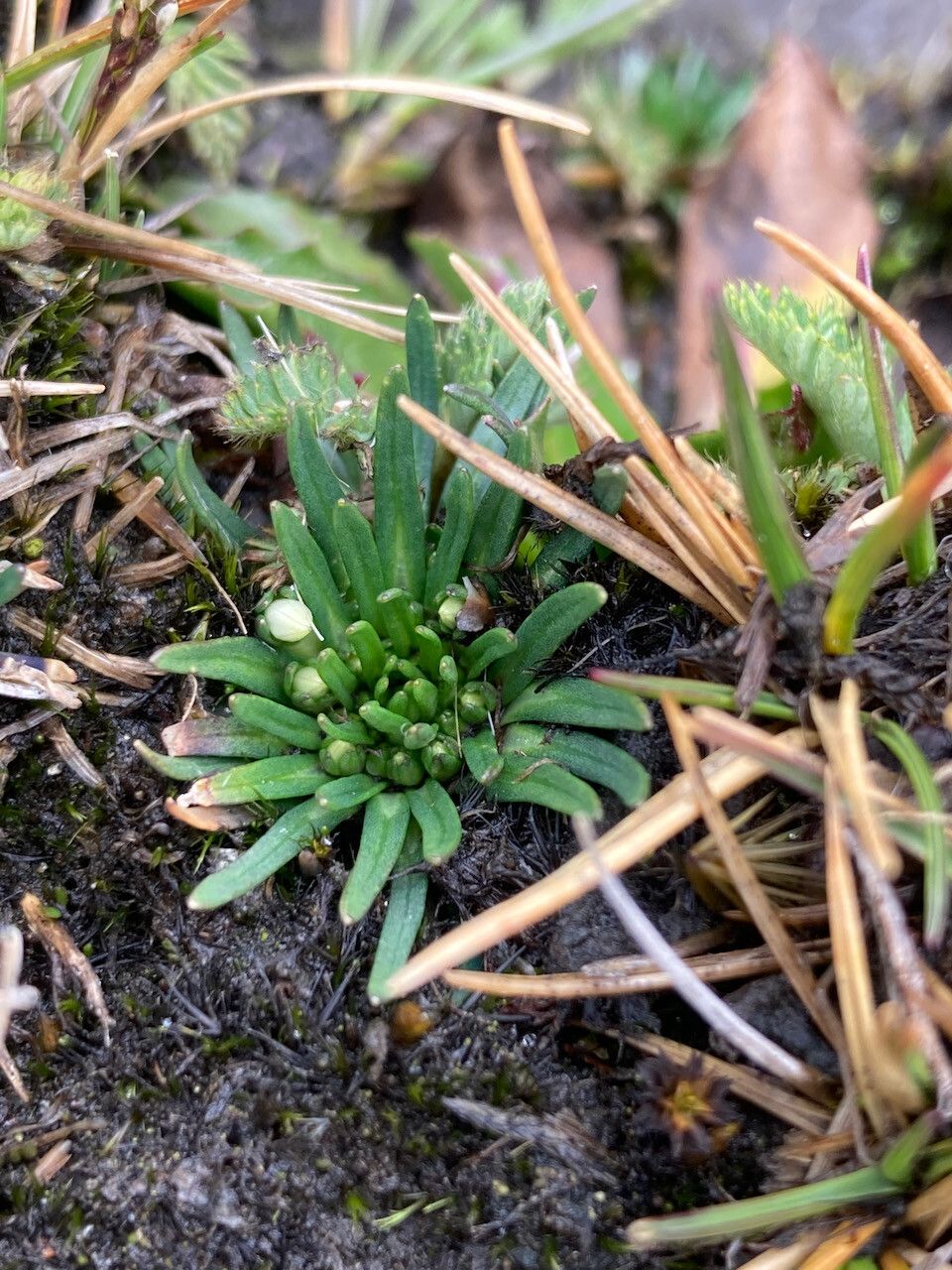 Lysipomia sphagnophila leaf