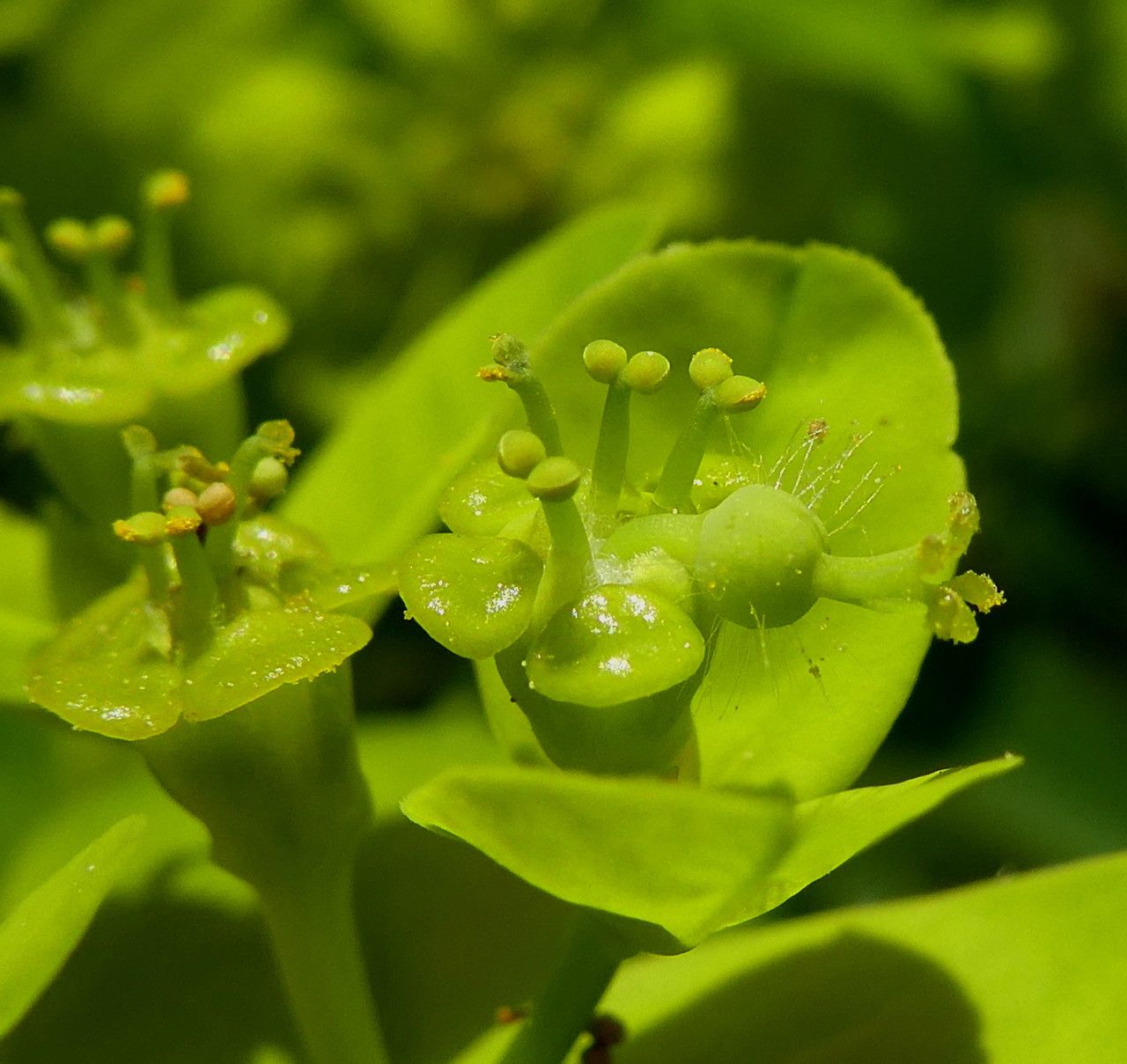 Euphorbia illirica flower