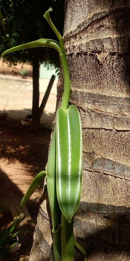 Vanilla edwallii leaf