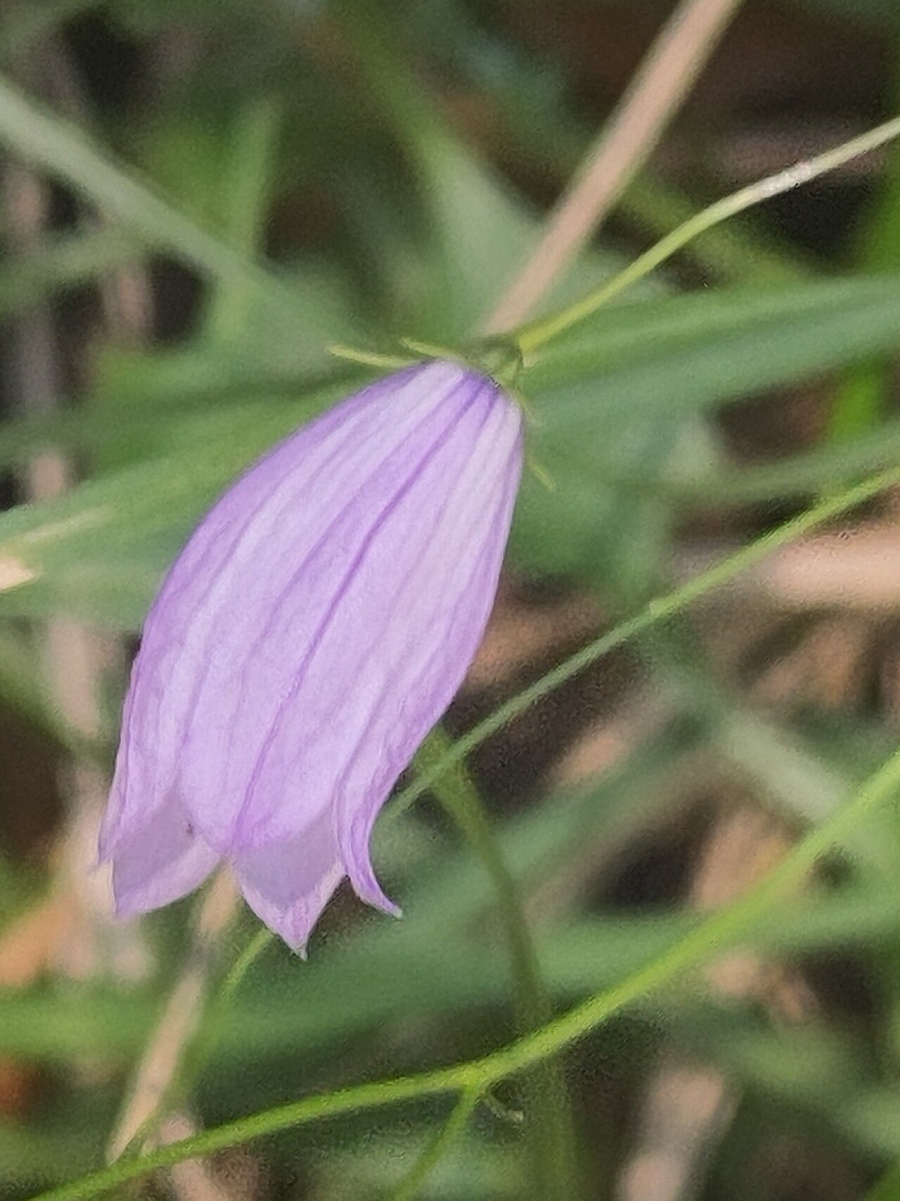Campanula cespitosa flower