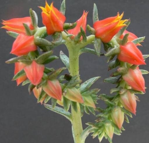 Echeveria tamaulipana flower