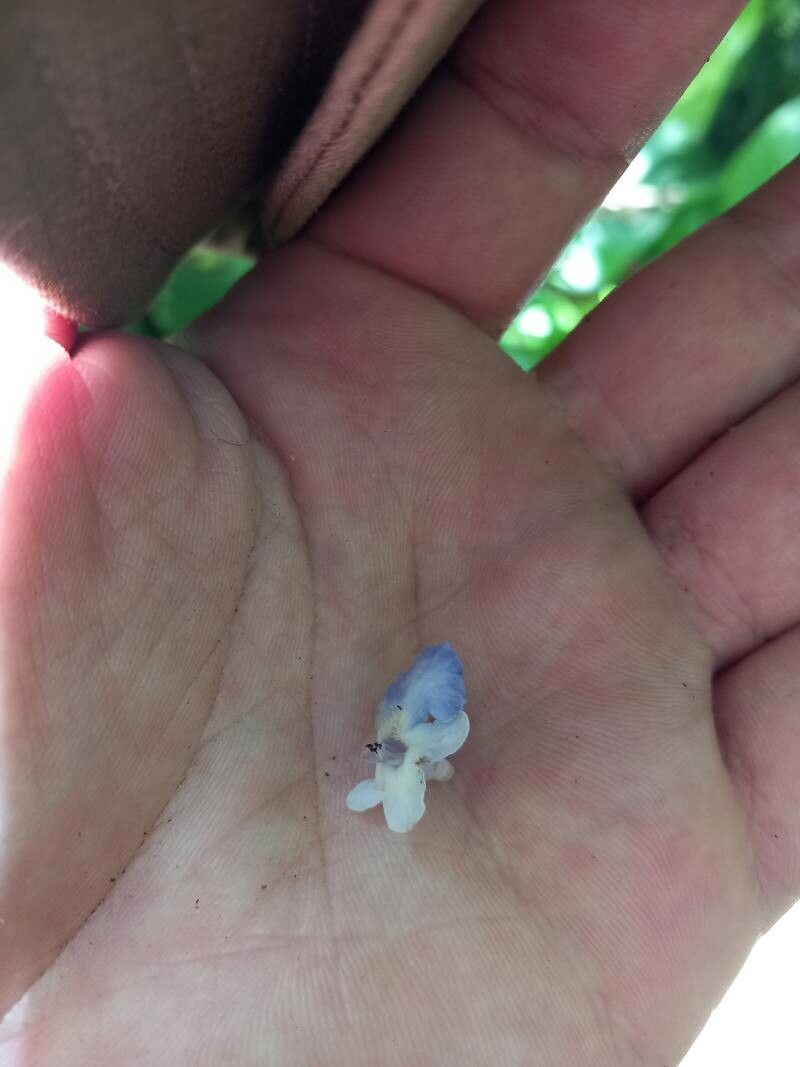 Vitex divaricata — search result for 'Vitex'