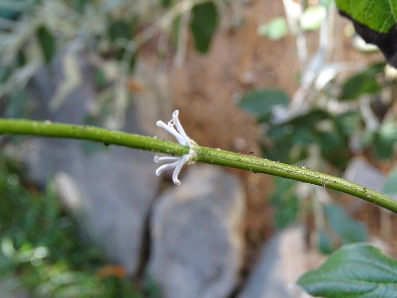 Salvia discolor flower