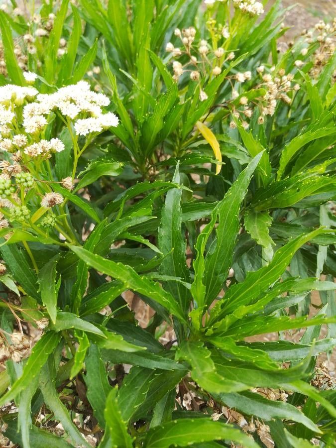 Psiadia dentata — houseplant care guide