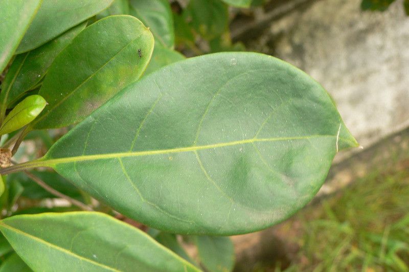 Solandra maxima leaf