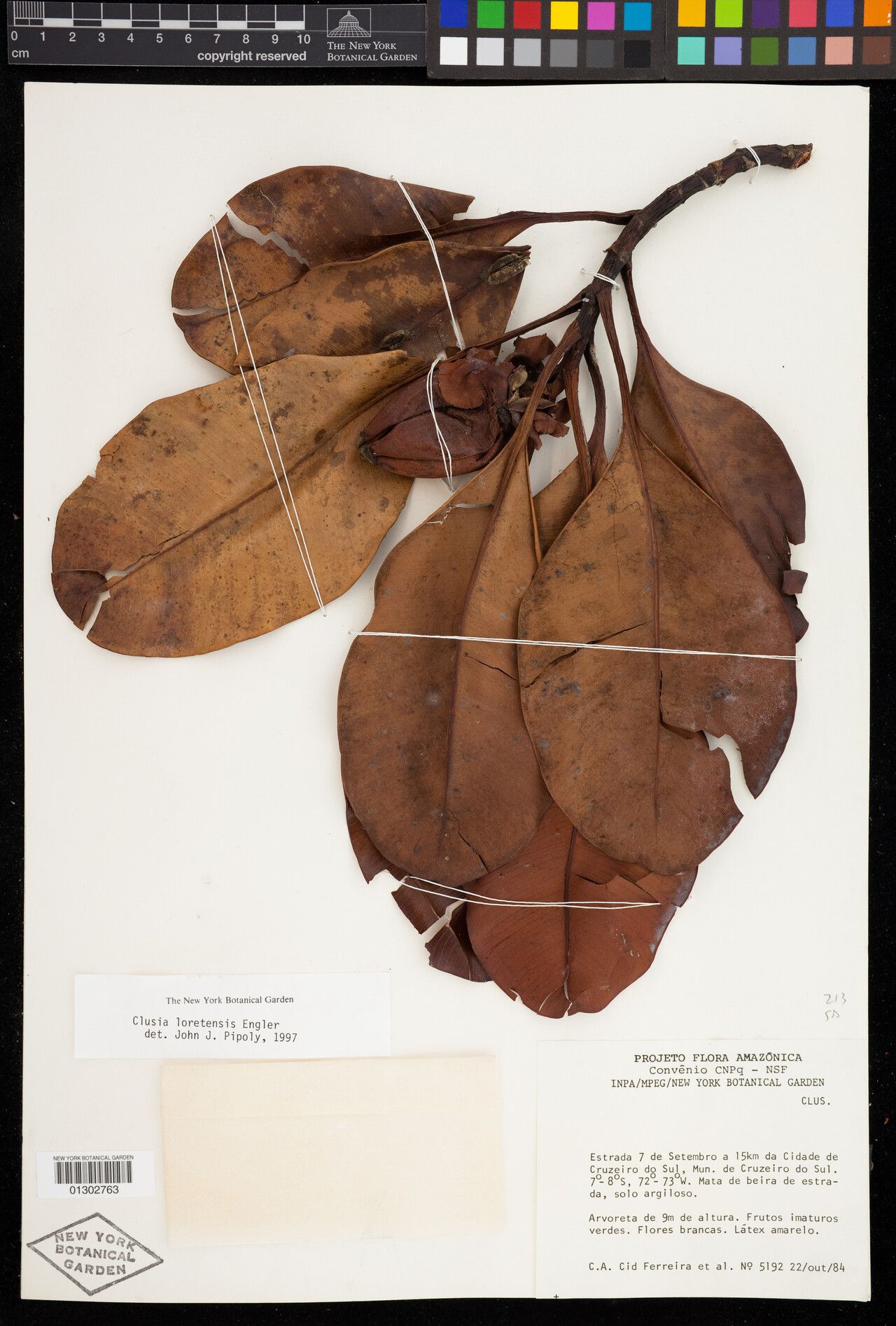 Clusia loretensis fruit