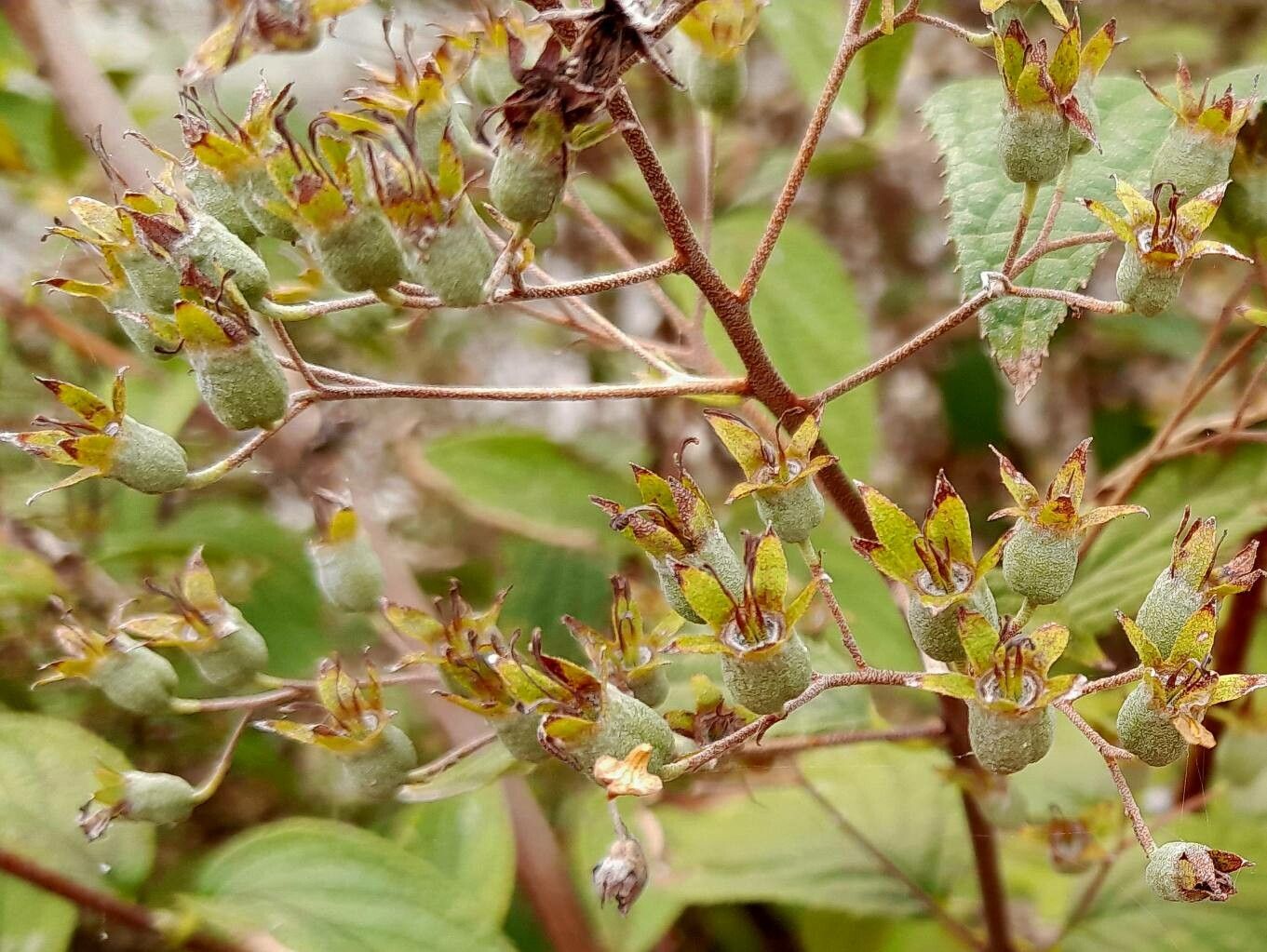 Deutzia hybrida fruit