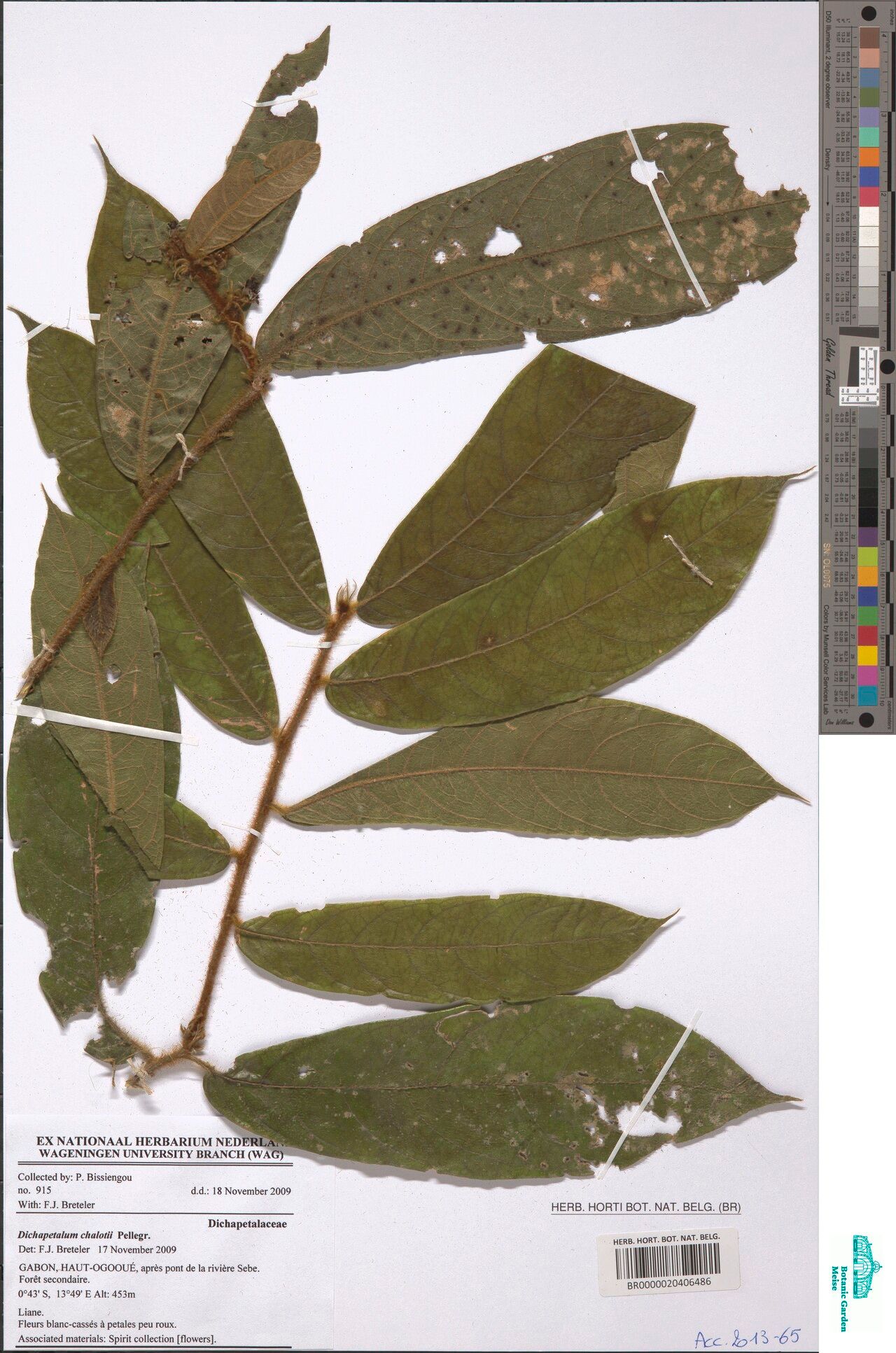 Dichapetalum chalotii — houseplant care guide