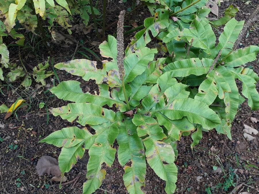 Habenaria commelinifolia — houseplant care guide