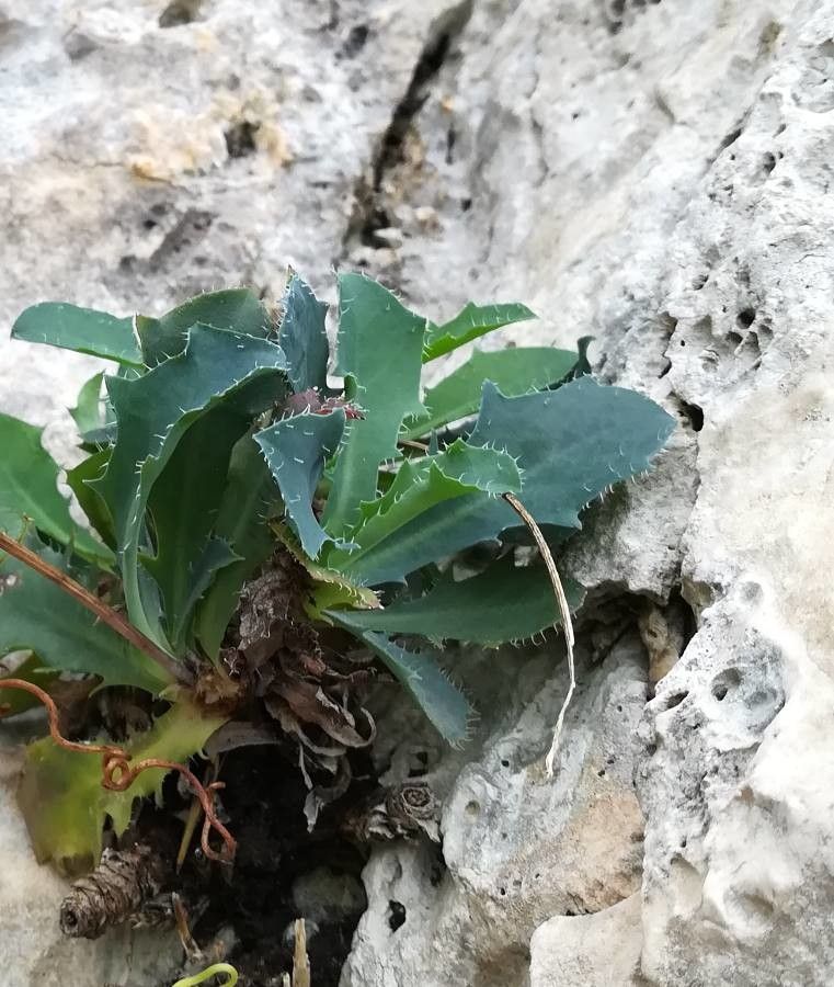 Hypochaeris laevigata — search result for 'Hypochaeris'