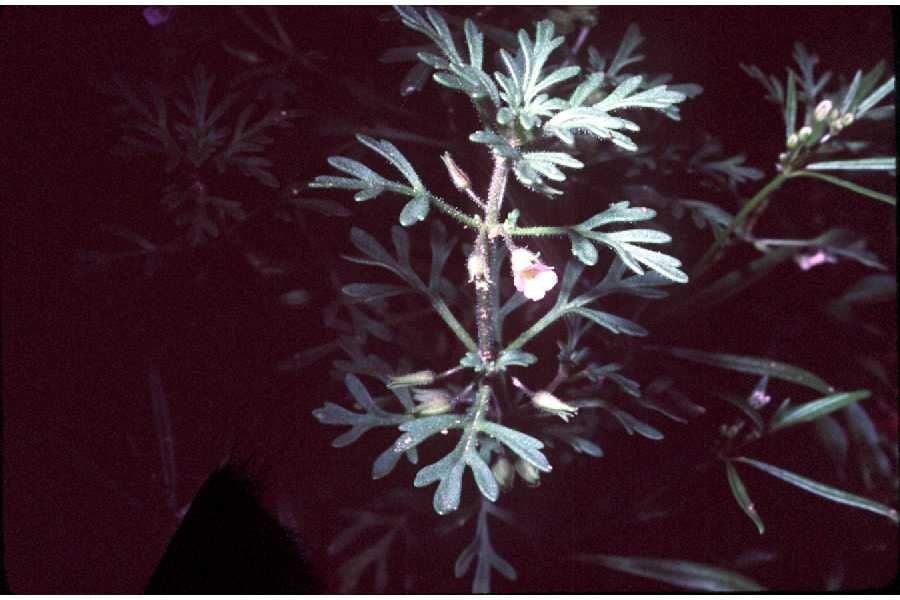 Leucospora multifida flower