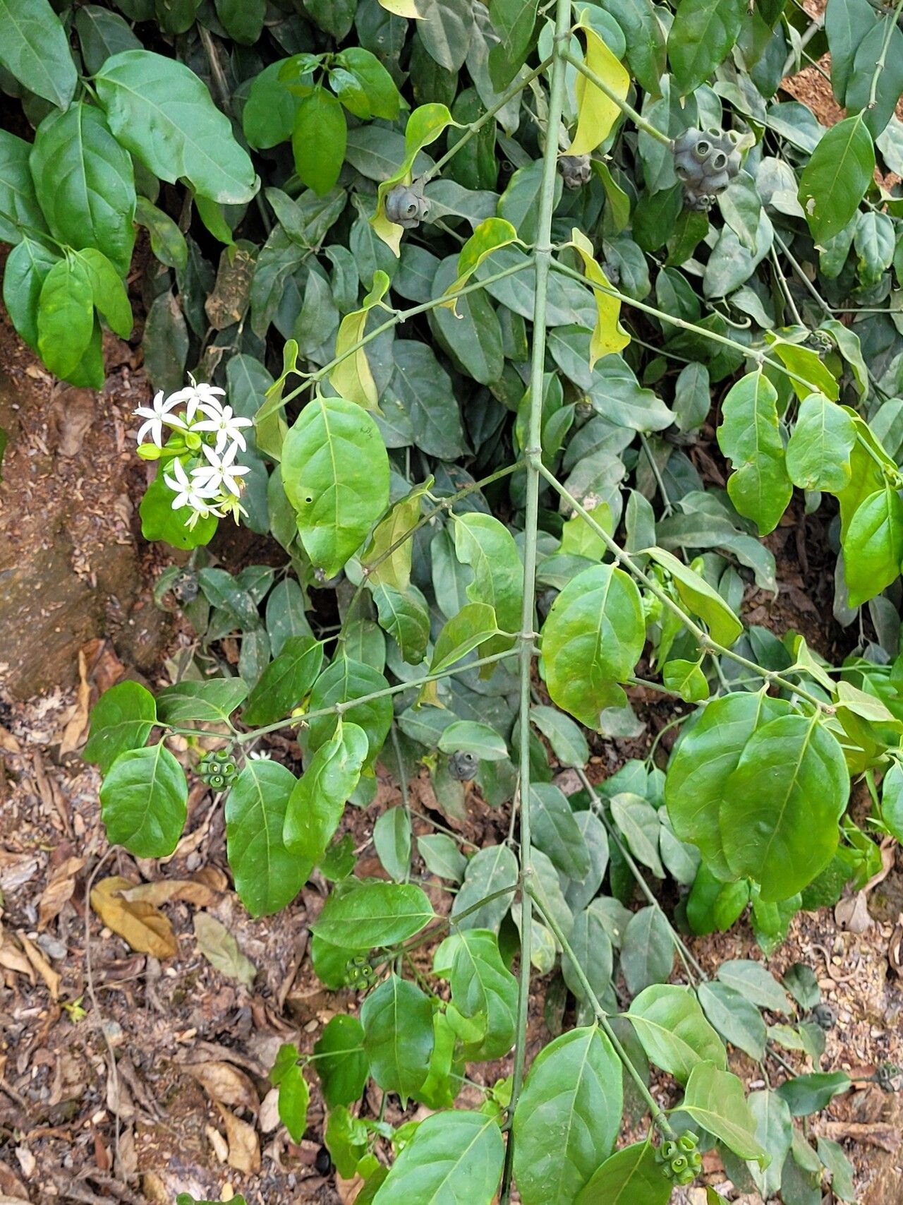 Morinda morindoides — houseplant care guide