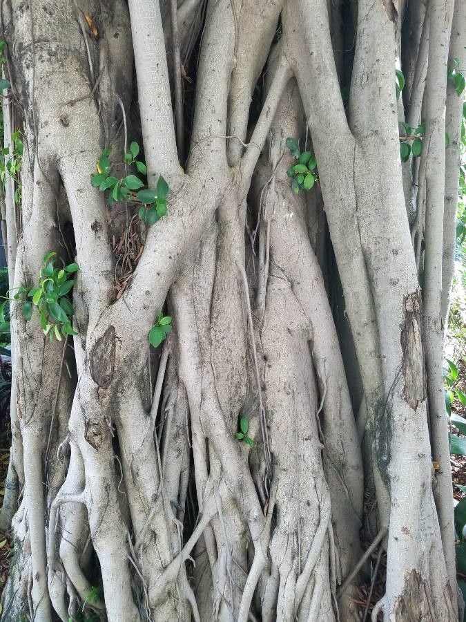 Ficus stuhlmannii bark
