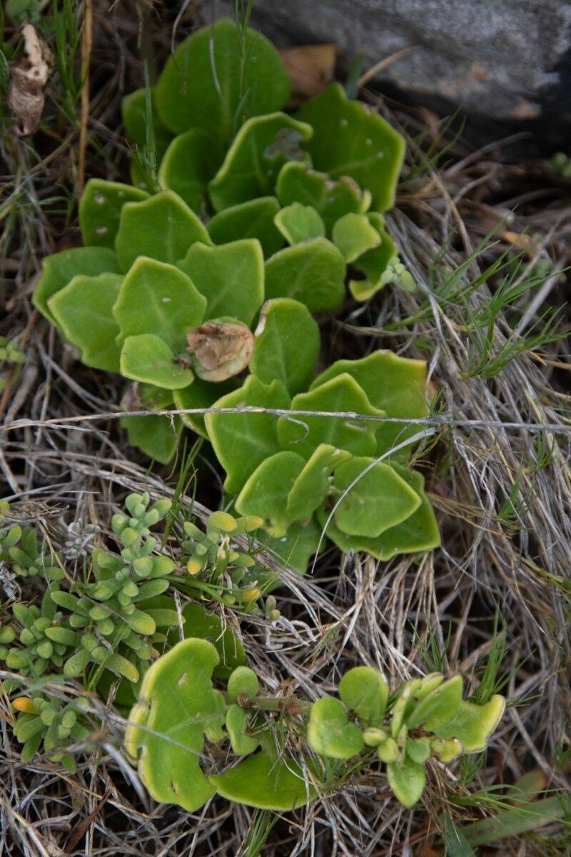 Cynanchum africanum — search result for 'Cynanchum'