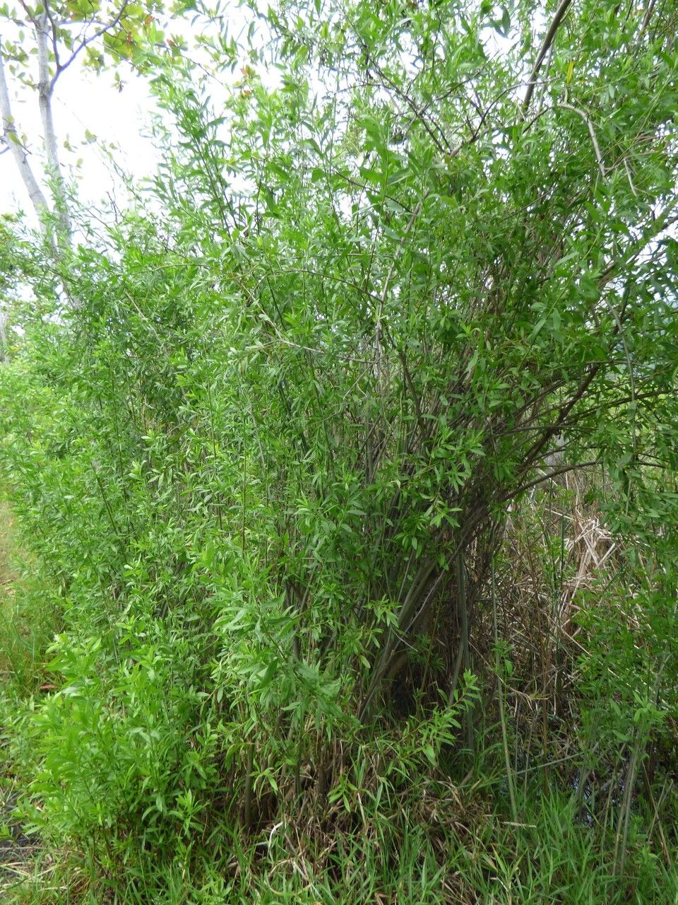 Pluchea rufescens habit