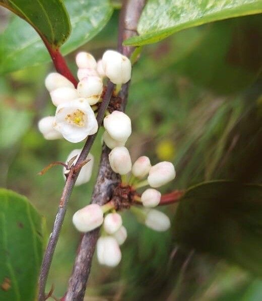 Casearia silvana flower