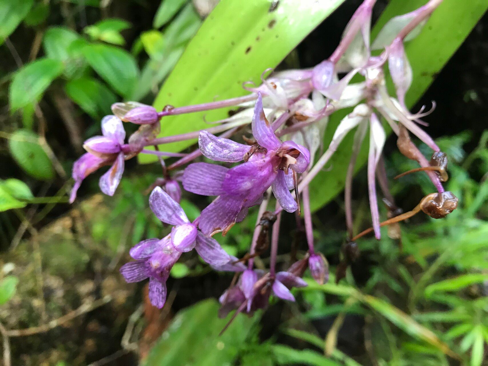 Cynorkis calanthoides — houseplant care guide