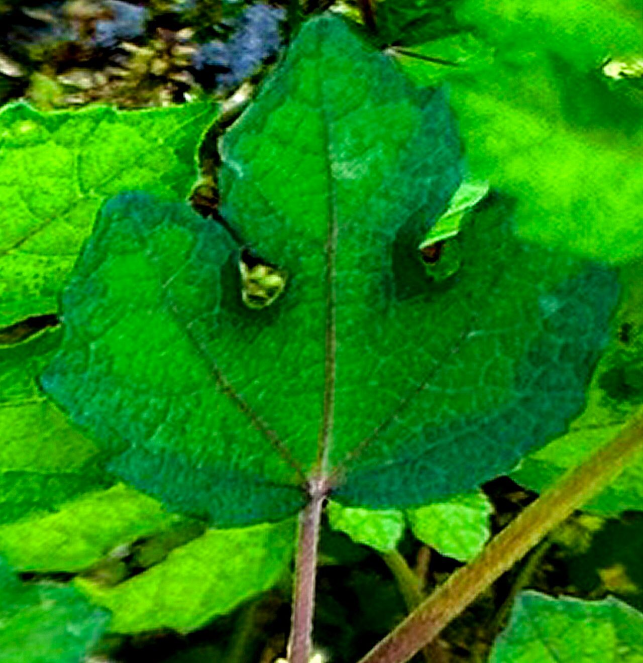 Urena procumbens — related species from the same genus