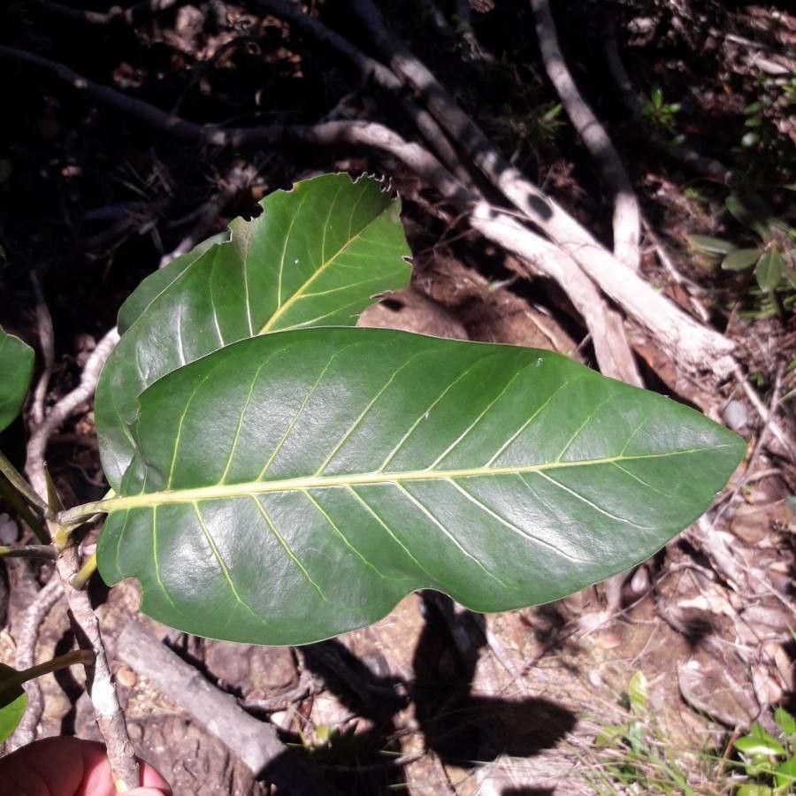 Atractocarpus vaginatus — search result for 'Atractocarpus'