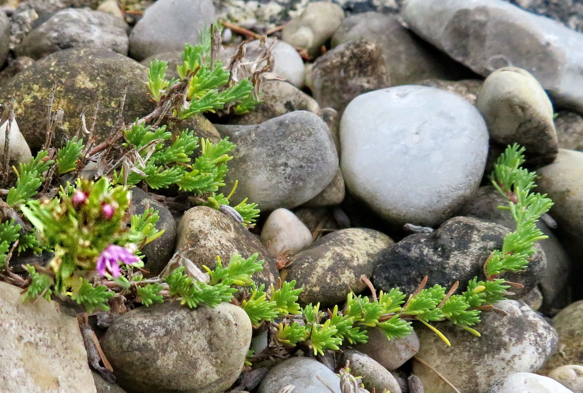 Thymus daghestanicus habit
