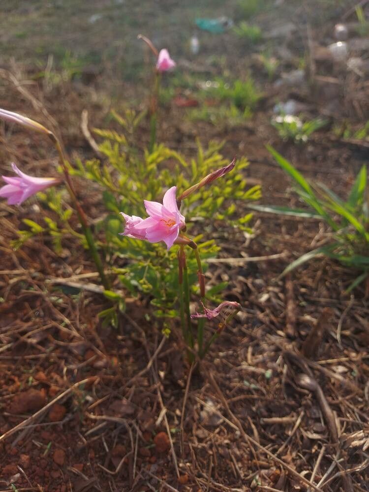 Zephyranthes irwiniana — houseplant care guide