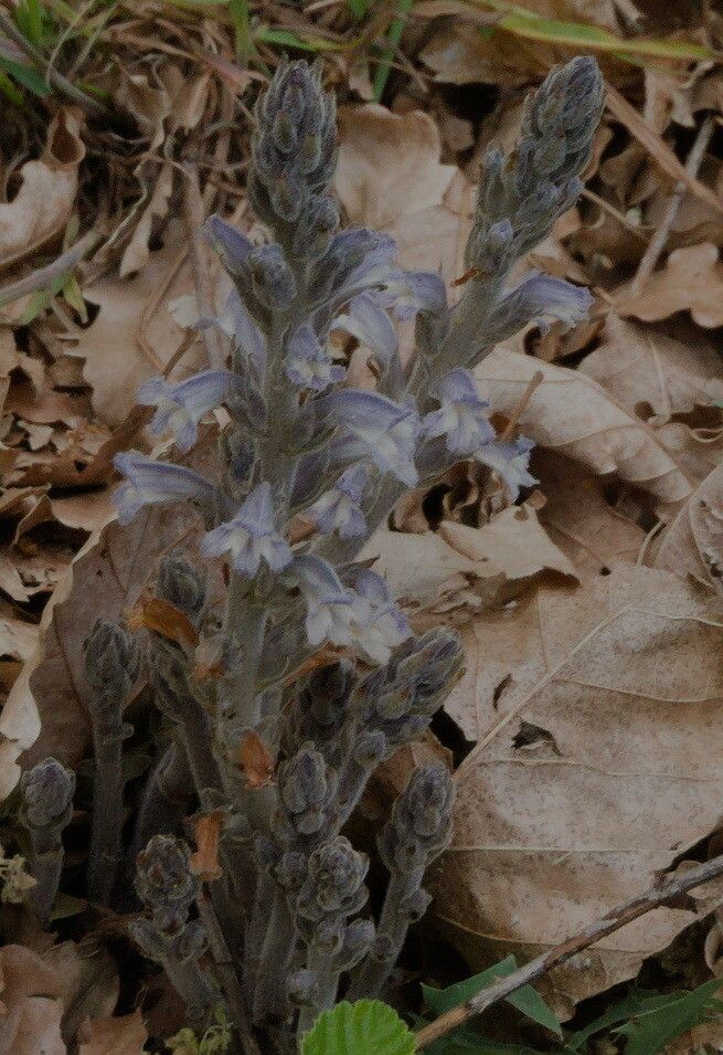 Orobanche ramosa — houseplant care guide