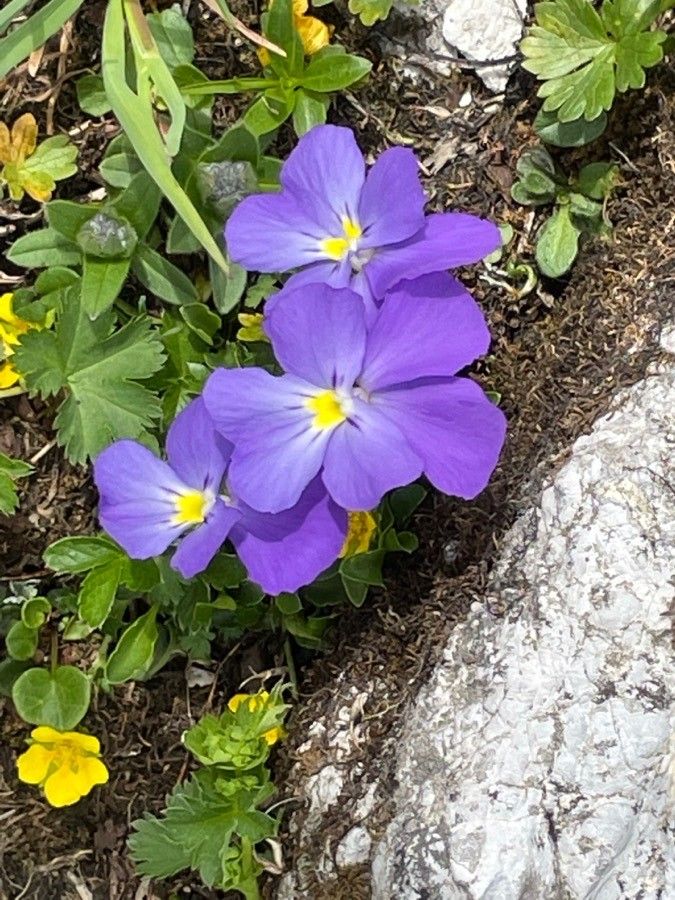 Viola cenisia flower