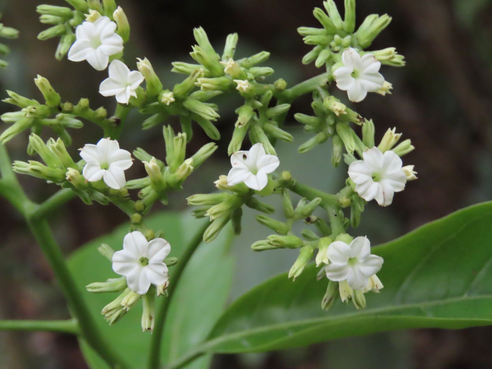 Heliotropium verdcourtii flower
